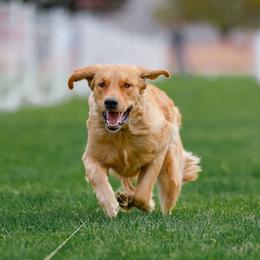 Asia - Golden Retriever
