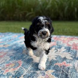 Pink Girl - Tri-color female Bernedoodle puppy in Fort Gibson, Oklahoma from Waggle Doodles