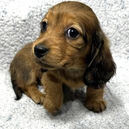 Cherie - Red female Dachshund puppy in Little Rock, Arkansas from Divine Doxies