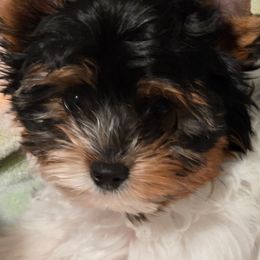 Maisey - Black tan and white female Biewer Terrier puppy in Richwood, Ohio from Sweet Shoppe of Biewers and Biros