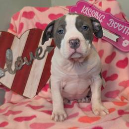 Girl 2 - Blue female American Staffordshire Terrier puppy in Lawrenceville, Georgia from Celtic Amstaffs
