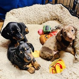 Dachshund Puppies from Mahzian Miniature Dachshunds