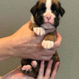 Tucker - Fawn male Boxer puppy in Medical Lake, Washington from Box and Bully Estates: Boxers and Old English Bulldogs