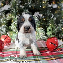 Blue - Black white and tan male English Springer Spaniel puppy in Barnstead, New Hampshire from C & S Farms