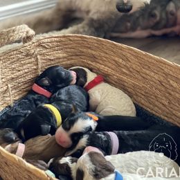 Bernedoodle and Cavapoo Puppies from Sarah Baker