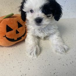Oreo-Runt - White male Poodle puppy in Anaheim, California from Kayla's K9s