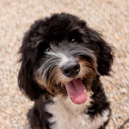 Hype - Bernedoodle