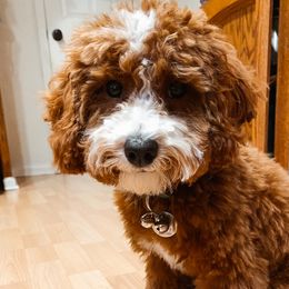 Cedar - Cavapoo