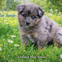 Blue suede - Blue merle female Australian Shepherd puppy in Ranger, Texas from Outback Mini Aussies