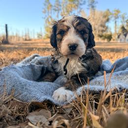 Appalachian - Sable male Bernedoodle puppy in Fort Meade, Florida from Baldwin Dood Ranch