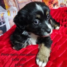 Aussiedoodle, Companion Cross, Pomsky, and Pug Puppies from We R Puppies