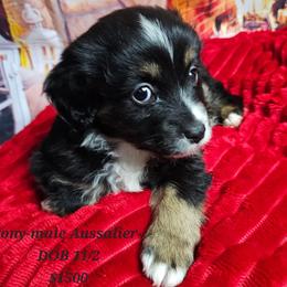 Aussiedoodle, Companion Cross, Pomsky, and Pug Puppies from We R Puppies