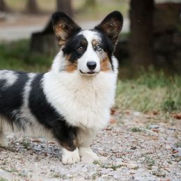 Huckleberry - American Corgi