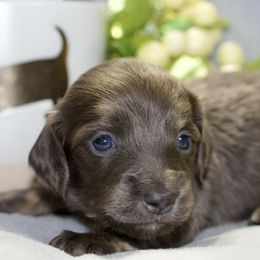 Tinker - Blue and cream female Dachshund puppy in Bellville, Ohio from JK Mini Doxies