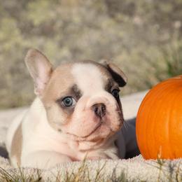 Light Pink - Fawn and white male French Bulldog puppy in New Hampton, New Hampshire from Kismet French Bulldogs