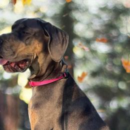 French Bulldogs and Great Danes from That Gurl Frenchies