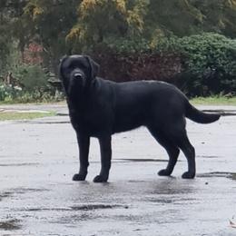 Abigail Mariam - Labrador Retriever puppy from Kingdom Kenelz Labradors