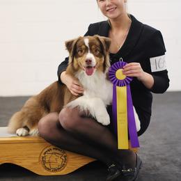 Australian Shepherd All Grown Up from CherryCove Aussies
