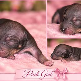 Pink Girl - White and black female American Hairless Terrier puppy in Alabama from Flipside Dogs