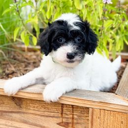 Cider - Black and white female Sheepadoodle puppy in Wharton, Texas from Little Fur Friends