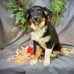 Bob - Black male Miniature American Shepherd puppy in Clinton, Missouri from Mockingbirds American Minis