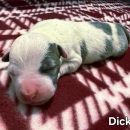 Dick - Blue brindle male American Staffordshire Terrier puppy in Clintwood, Virginia from SkyBlue Kennel