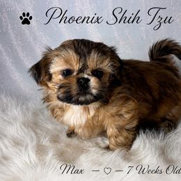 Maximus - Gold male Shih Tzu puppy in Hayden, Idaho from Phoenix Shih Tzu