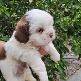 Boy 3 - Liver and white male Shih Tzu puppy in Seguin, Texas from Dolled Up Shih Tzus