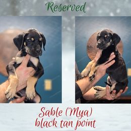 Sable - Black female Great Dane puppy in Roseau, Minnesota from UNDAD'S KENNELS