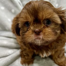 Shih Tzu Puppies from Shih Tzu Companions