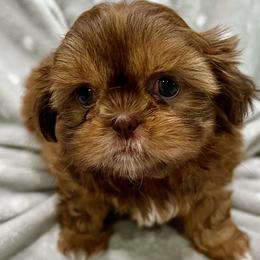 Shih Tzu Puppies from Shih Tzu Companions