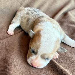 Hoss - Red merle and white male American Corgi puppy in Stillwater, Oklahoma from Steele Family Farms