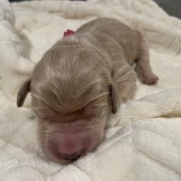 Pink - Apricot female Goldendoodle puppy in Medina, Ohio from Farmer Doodles