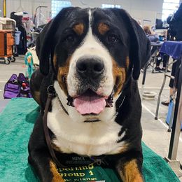 Riskey - Greater Swiss Mountain Dog