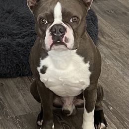 Boston Terrier All Grown Up from Lisa Wolfe's Boston Terriers