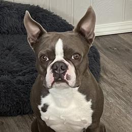 Boston Terrier All Grown Up from Lisa Wolfe's Boston Terriers