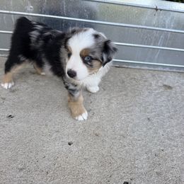 Boy 2 - Blue merle male Miniature American Shepherd puppy in Easton, Missouri from Country Creek Kennels