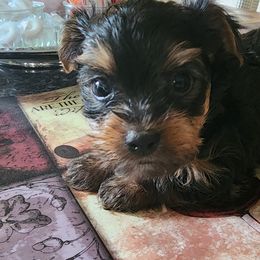 Yorkshire Terrier Puppies from Richard's Yorkies