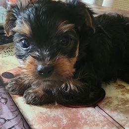Yorkshire Terrier Puppies from Richard's Yorkies