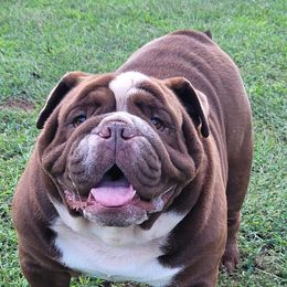 Bulldogs from Northern Neck Bulldogs
