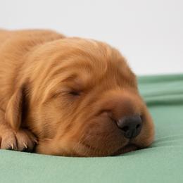 June blue Boy - Dark golden male Golden Retriever puppy in Lafayette, Alabama from Elm Hollow Golden Retrievers