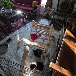 Beagle Puppies from Homegrown Beagles