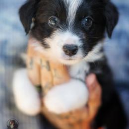 Junior - Black & white male Miniature American Shepherd puppy in Battle Ground, Washington from Casita Miniature American Shepherds