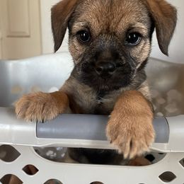 Border Terrier Puppies from Jessica’s Border Terriers