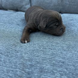 Loki - Red tri male Miniature Australian Shepherd puppy in Marion, Michigan from Highland Hills Mini Aussies