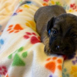 Blue Collar Male - Red male Dachshund puppy in Madison, Michigan from Jensen Dobermans and Dachshunds