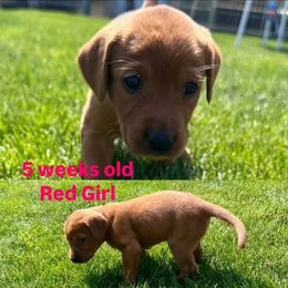 Labrador Retriever Puppies from McEnpoint Red Labs