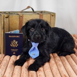 Damon - Black male Yorkipoo puppy in Cleveland, Tennessee from Edgewater Doodles & Designer Pups