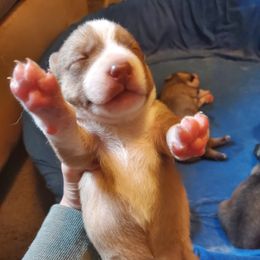 Siberian Husky Puppies from Lakeland Huskies