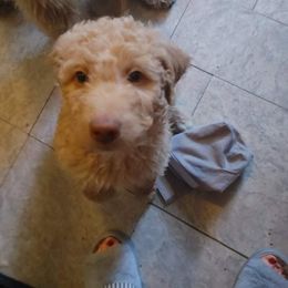 Poodle Puppies from Polly Wally Doodles and Poodles